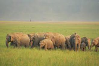 Short Escape To Corbett Tour