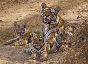 Chittor With Ranthambore Tour