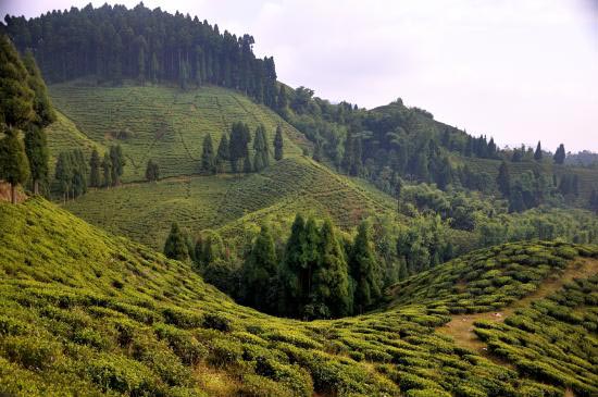 Darjeeling Tea Estate Tour