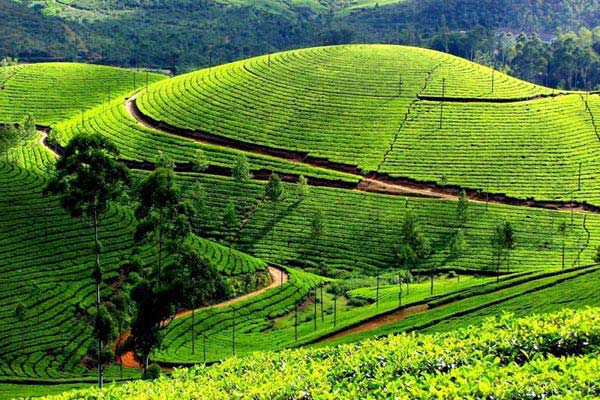 Tour Package For Bangalore - Mysore - Ooty - Bangalore