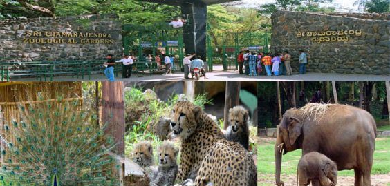 Tour package for Bangalore - Mysore - Ooty - Bangalore