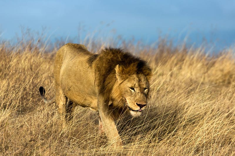 Maasai mara air Safari 4 Days Tour