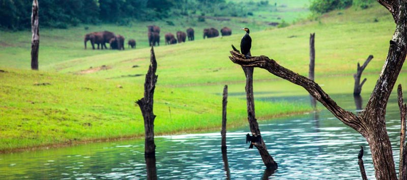 Kerala 7 Nights 8 Days Package