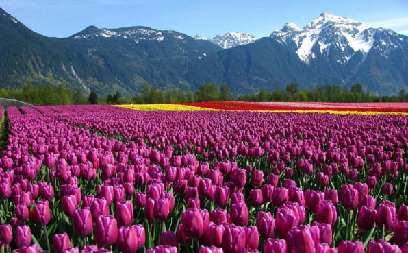 Kashmir Tulip Package