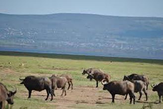 Maasai Mara-L.Nakuru-Samburu-Aberdare Tour