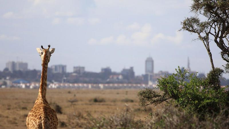 Nairobi National Park, Nairobi Safari Walk And Animal Orphanage Tour