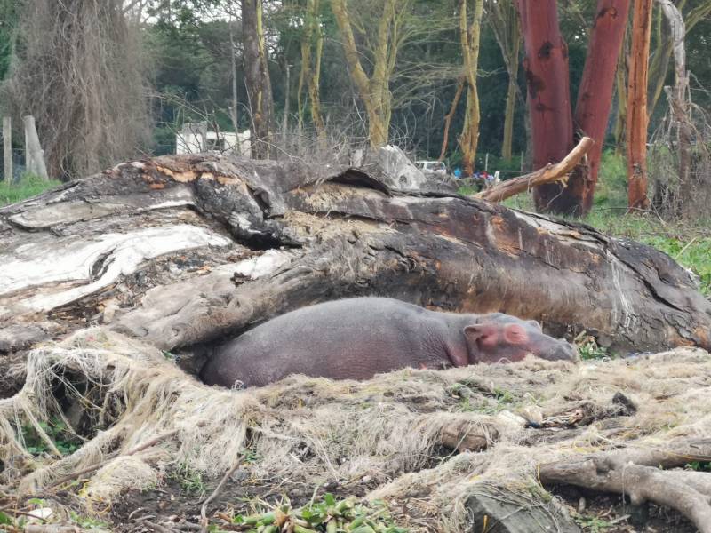 4 Days Kenya wildlife safaris Masai Mara and Lake Nakuru