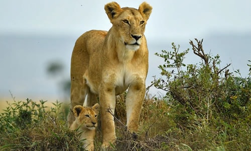 4 Days Kenya wildlife safaris Masai Mara and Lake Nakuru