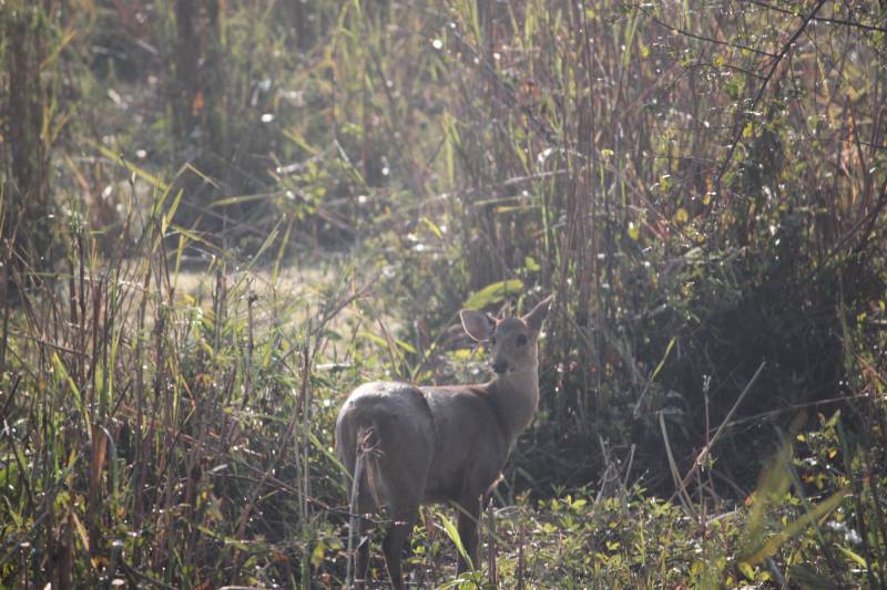 Manas, Kaziranga Package