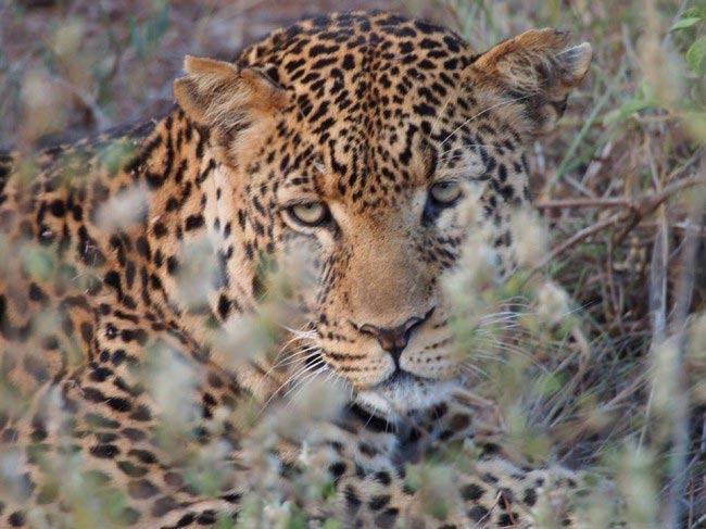 Lake Nakuru, Masai Mara, Amboseli and Tsavo west safari Tour