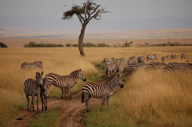Masai Mara group joining on a budget tented camp Tour