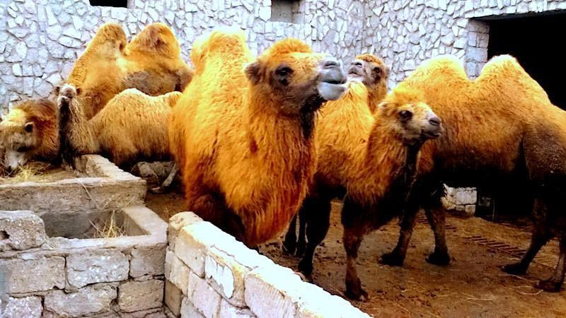 Guaranteed tour The Beauty of Baku city and Absheron Peninsula