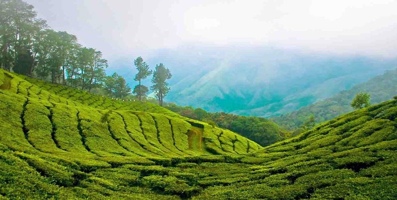 Kerala Hills & Backwaters Tour