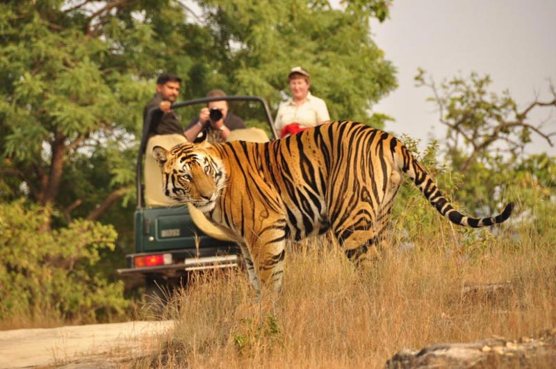 Golden Triangle With Tiger Tour