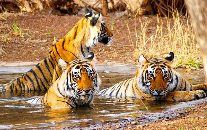 Golden Triangle with Tiger Tour