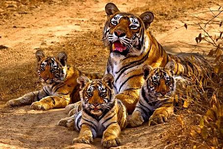 Golden Triangle with Jungle Safari Tour