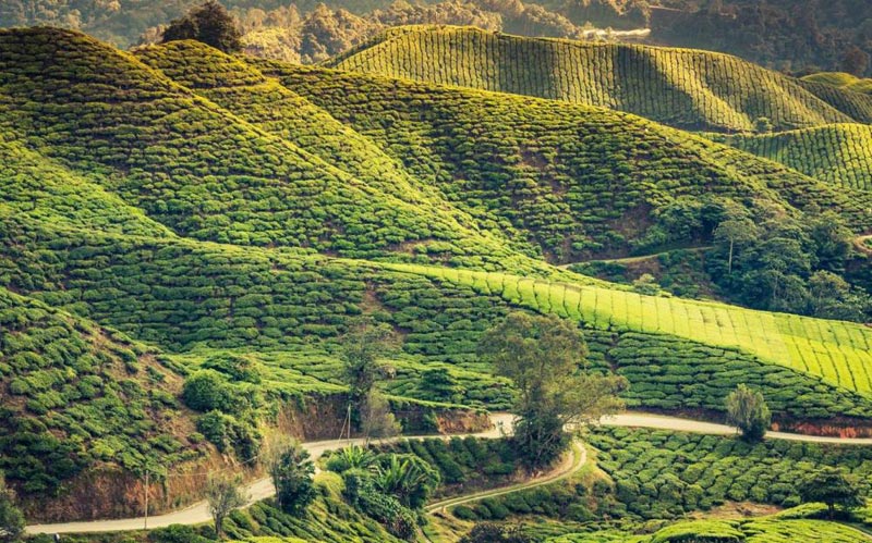 Best of Himalayan Tour