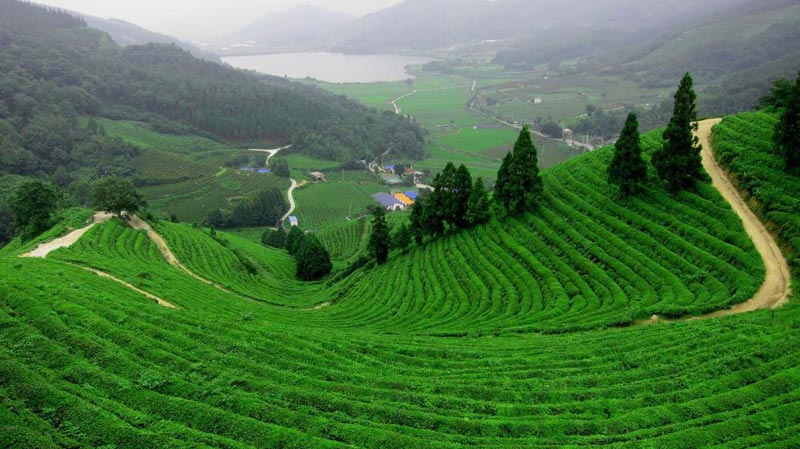 Magical Darjeeling Tour