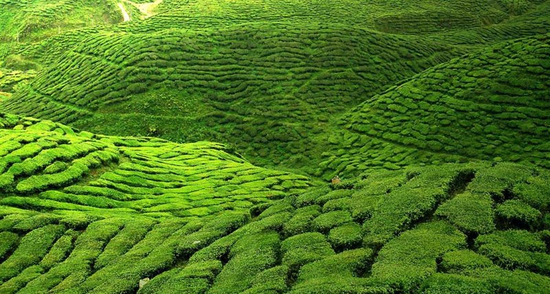 Magical Darjeeling Tour