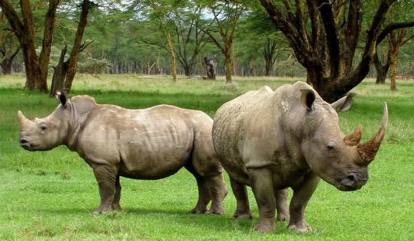 RhinoLand Tour - Assam Tour