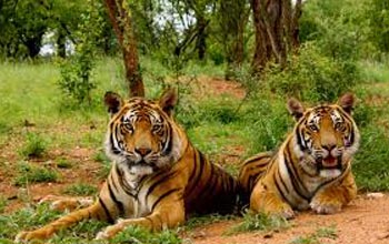 Jim Corbett With Nainital Tour