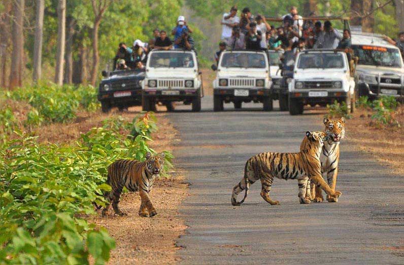 Tigers With Golden Triangle Tour