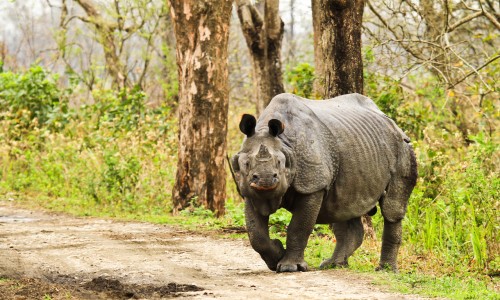 The Rhino Land Kaziranga 2n - Guwahati 1n Tour