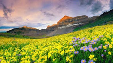Valley Of Flowers Trek (July-Aug) Tour