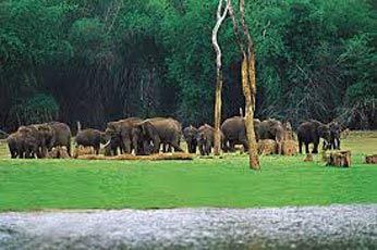 3 Days Periyar Tour With Tree House