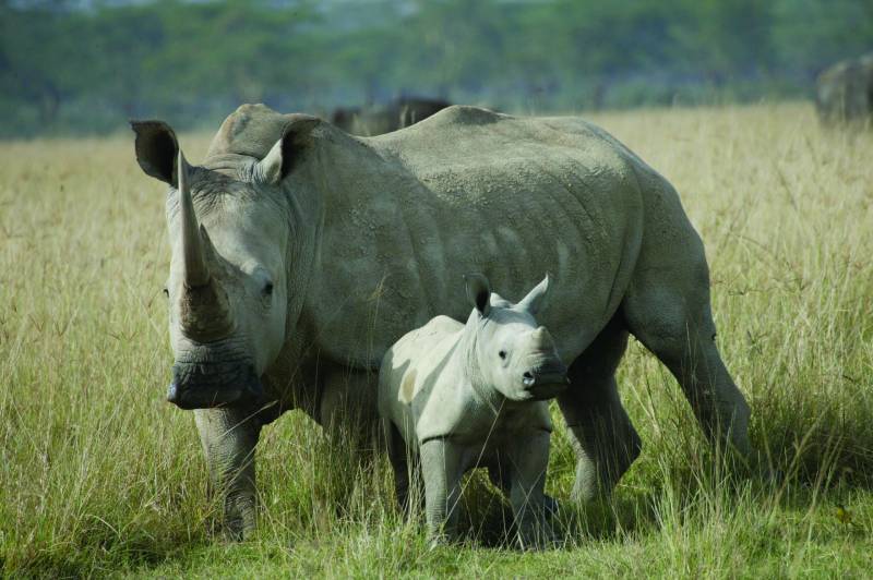 The Rhino Land Tour