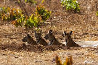 Rajaji Tiger Reserve Jungle Stay Tour