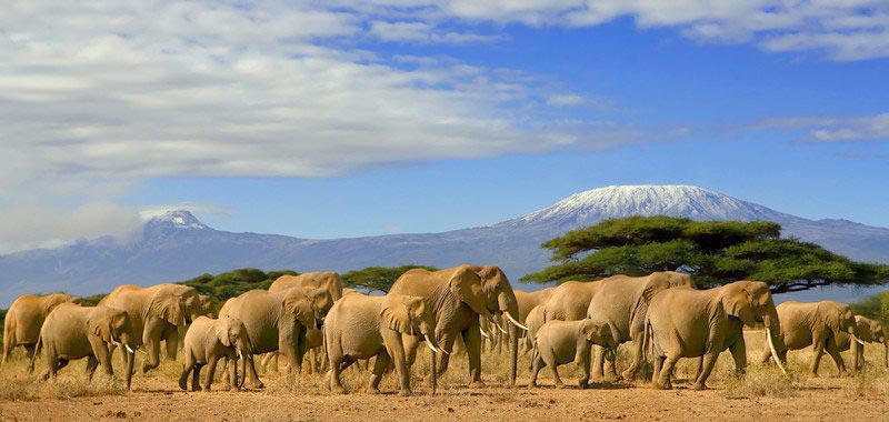 8 Days Amboseli, Lake Nakuru & Maasai Mara Game Reserve Tour