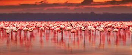 8 Days Amboseli, Lake Nakuru & Maasai Mara Game Reserve Tour