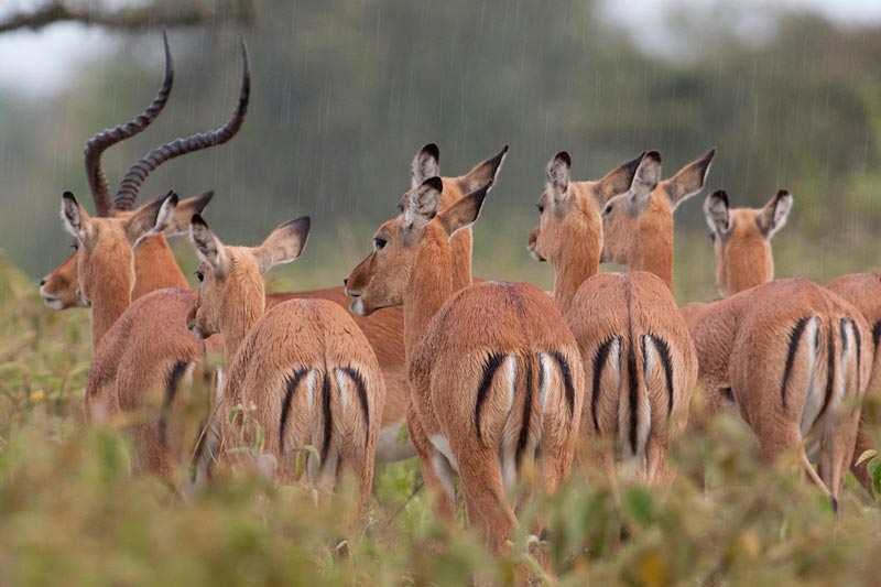 8 Days Amboseli, Lake Nakuru & Maasai Mara Game Reserve Tour