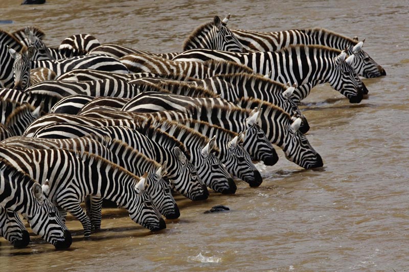 8 Days Amboseli, Lake Nakuru & Maasai Mara Game Reserve Tour