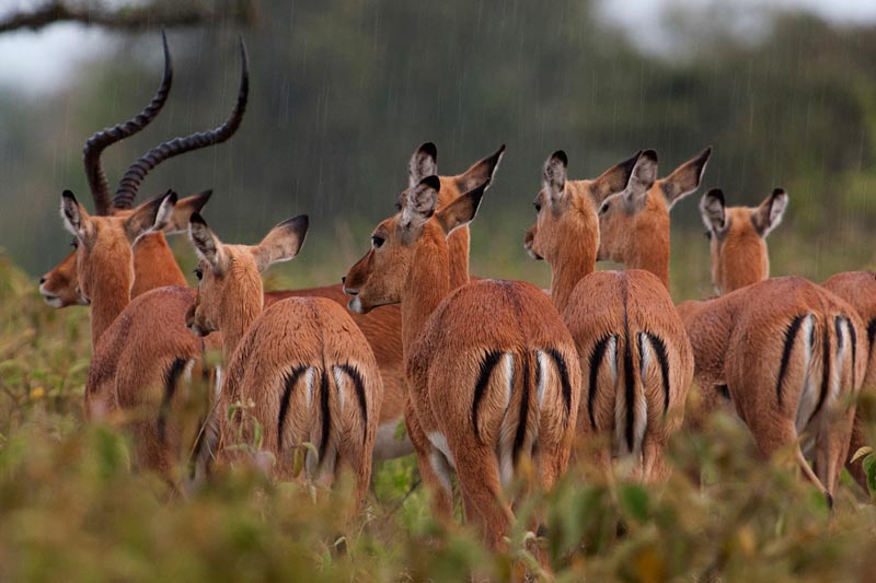 Golfing Itinerary Tour