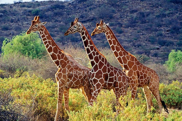 Northern Circuit Itinerary Tour