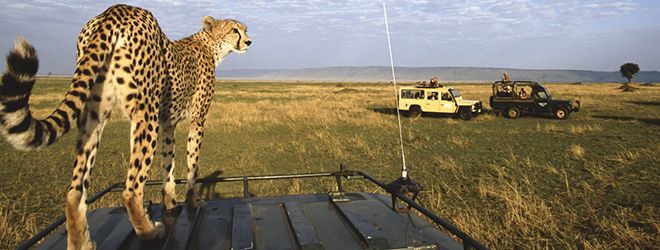 4 Days Maasai Mara And Lake Nakuru Safari Tour