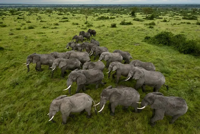 7D Arusha National Park - Tarangire - Manyara - Serengeti - Ngorongoro Tour