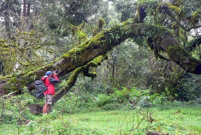 6D Arusha National Park - Tarangire - Serengeti - Ngorongoro Tour