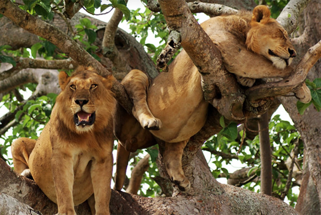 6D Lake Manyara - Tarangire - Serengeti - Ngorongoro Tour