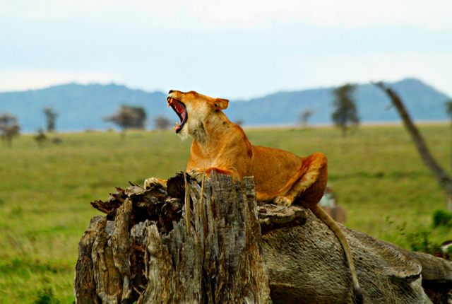 5D Tarangire - Lake Manyara - Serengeti - Ngorongoro Tour