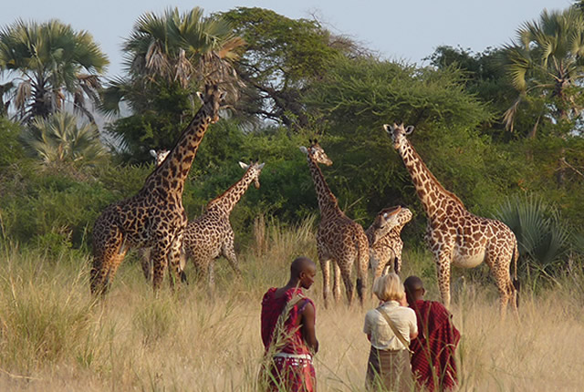 4D Manyara - Tarangire - Serengeti - Ngorongoro Tour