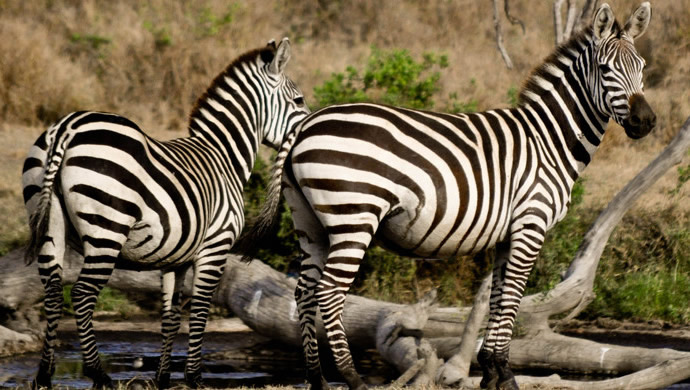 4 Days Ruaha National Park Tour By Air