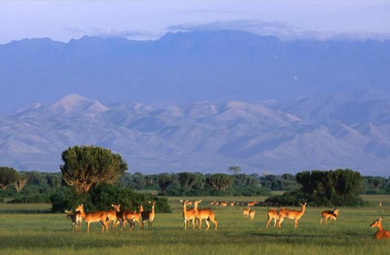 Flying Safari Bwindi 4 Days Tour