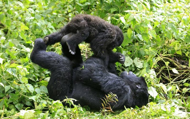 3 Day Uganda Gorilla trekking tour