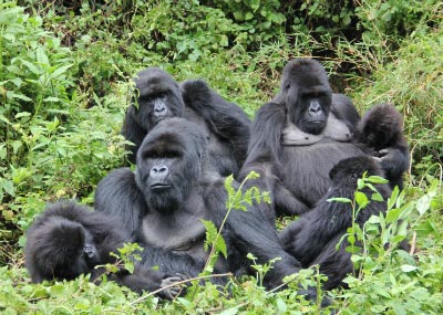 5 Days Rwanda Gorillas And Chimpanzee Tracking Tour