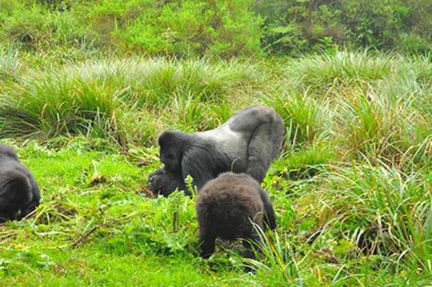 3 Days Rwanda Gorilla Tracking Safari Tour