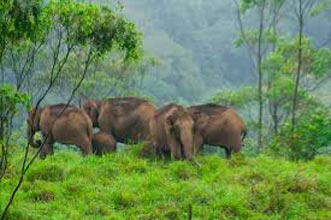 Short Escape To Periyar Tour