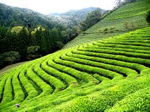 South Special - Coorg, Ooty And Kodaikanal Tour
